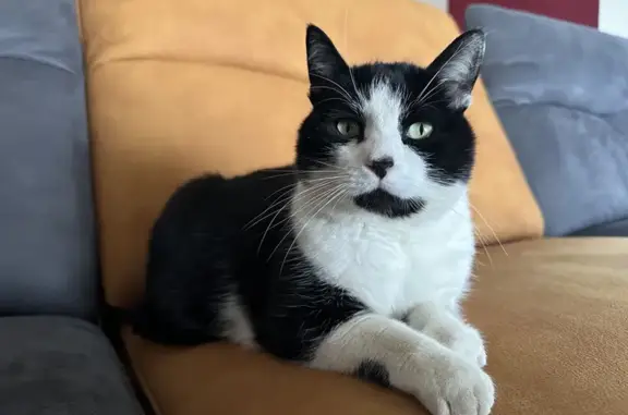 Chat noir et blanc Tagada perdu - photo