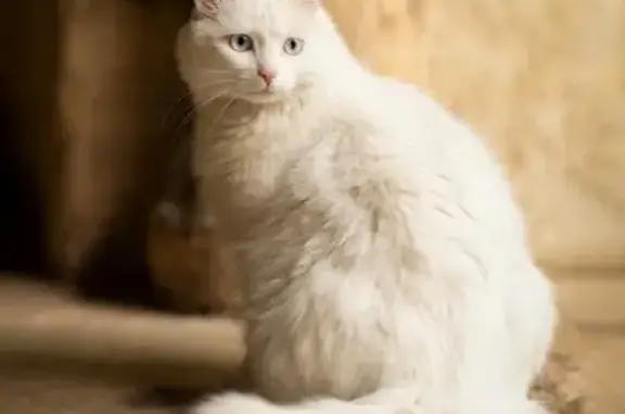 Chat perdu, Charnay-lès-Mâcon, photo: Chatte sourde et tripode perdue