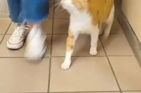 Chat roux-blanc trouvé à Valence - photo