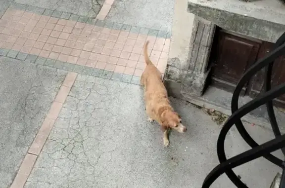 Chien âgé trouvé à Saint-Ambroix - photo