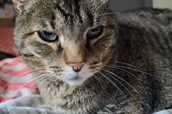 Chat tigré trouvé à Boulogne - photo