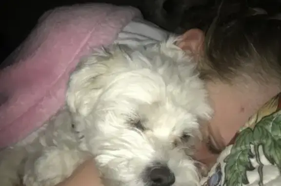 Help Find Andy: Lost White Morkie - 5154 Burntside