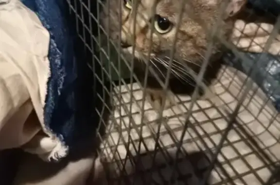 Chat tigré trouvé à St-Étienne - photo