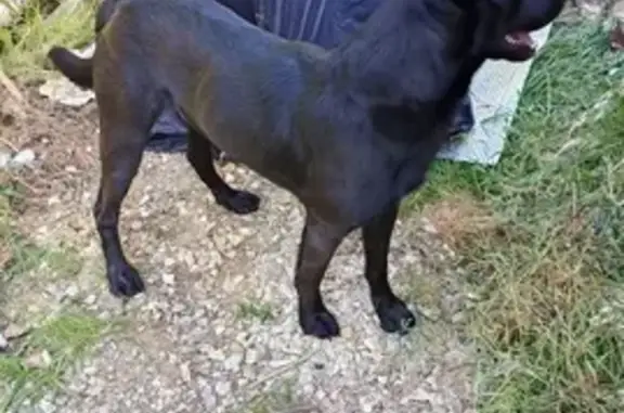 Labrador noir jeune trouvé - photo