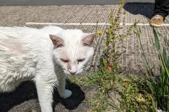 Chat blanc trouvé à Orléans - photo