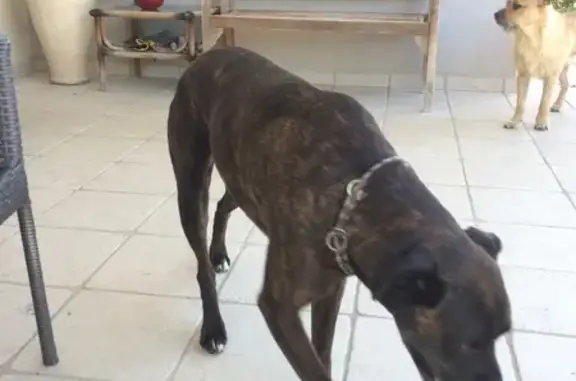 Chien paisible 40kg trouvé à La Gaude - photo