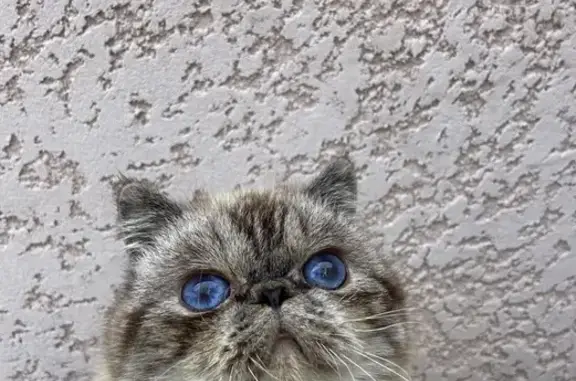 Chat Exotic Perdu - Boisseron - photo