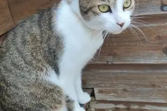 Animaux perdus , photo: Chat Tagada perdu à Saint-Genest