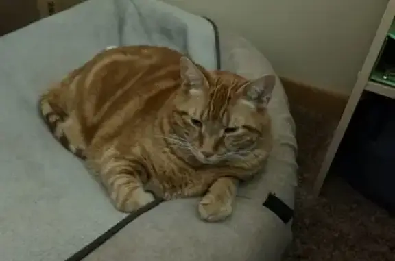 Lost Big Orange Tabby: White Chin Mark!