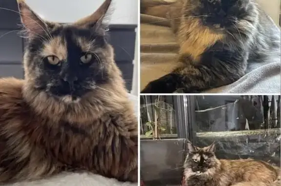 Animaux perdus , photo: Chatte Maine Coon Tia perdue