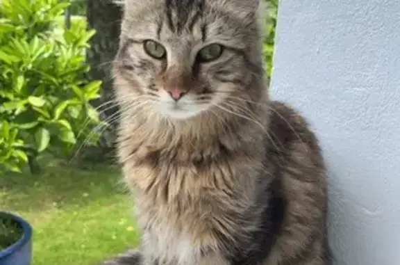 Chat trouvé à Jurançon - photo