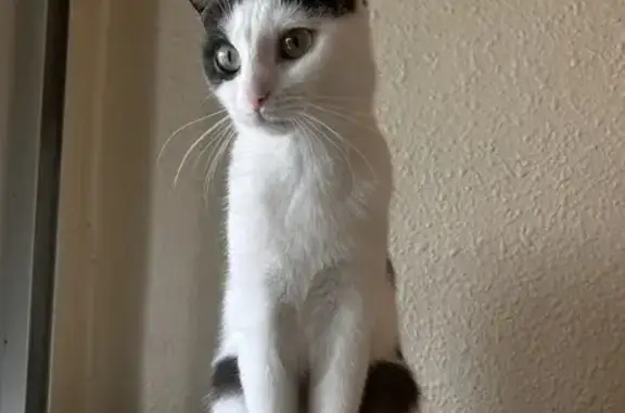 Chatte blanche retrouvée à Maisons-Alfort - photo