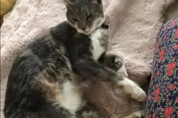 Chat perdu, Maxéville, photo: Chat Mune disparu à Maxéville