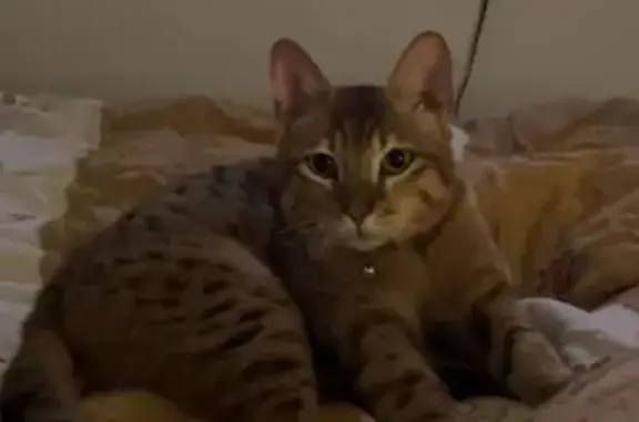 Chat perdu, Auchel, photo: Chat gentil disparu à Auchel