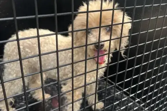 Chien aveugle trouvé à Isigny - photo