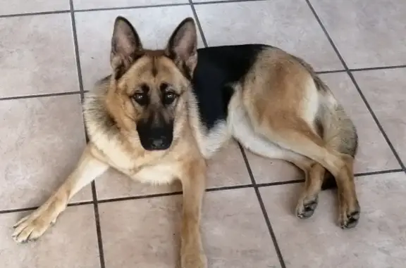 Lost Female German Shepherd - Avondrus St!