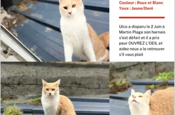 Chat perdu, Plérin, photo: Chat roux tondu perdu Plérin