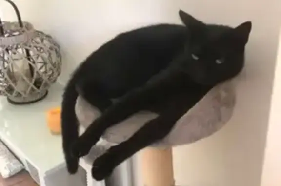 Animaux perdus La Seyne-sur-Mer, photo: Chat perdu à La Seyne-sur-Mer