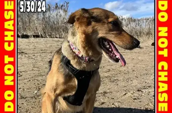 Missing dog , photo: Lost Dog Alert: German Shepherd Mix in NJ!