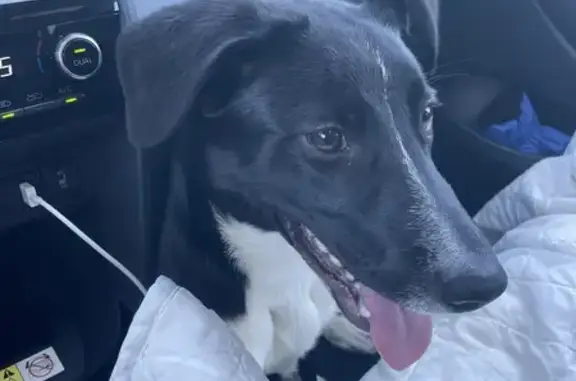 Chiot non pucé trouvé - Noir/Blanc - photo