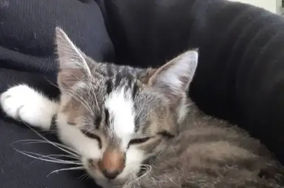 Chaton trouvé à Mazé-Milon - photo