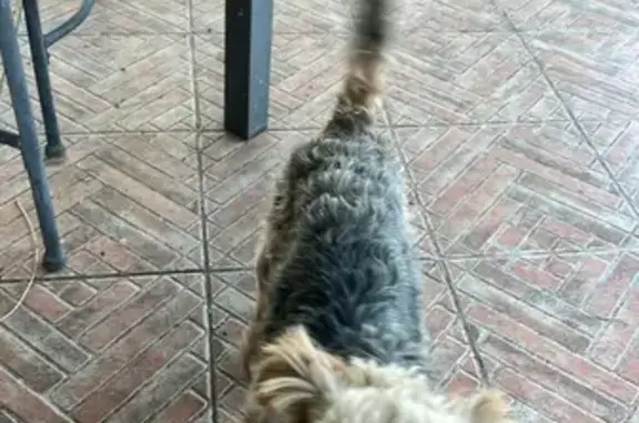 Chien perdu mâle, suit au siffle - photo