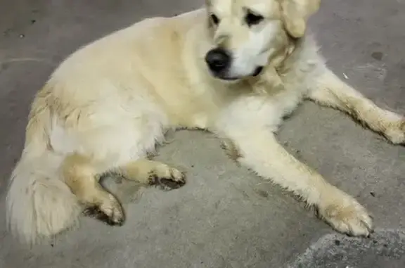 INKIE, Golden Retriever perdu - photo