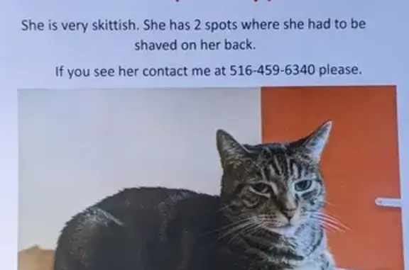 Lost Dark Tabby: White Belly, Bald Patches!