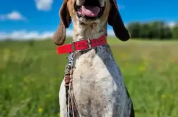 Chien perdu Cornier, photo : Chien perdu à Cornier - Collier vert