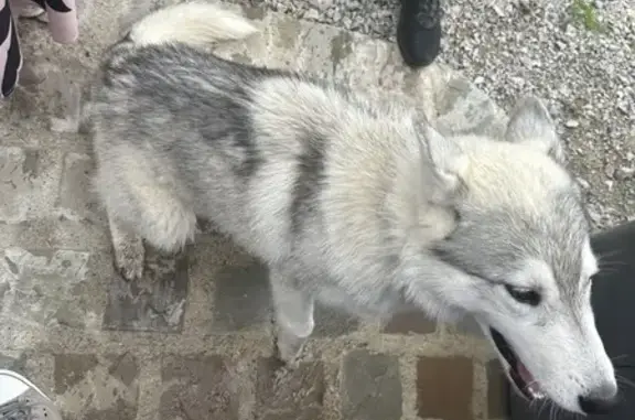 Animaux trouvés , photo: Chien perdu à Durdat-Larequille