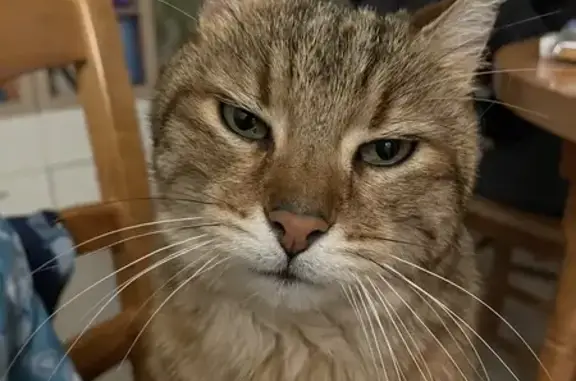 Chat Bengal de 10 ans disparu à Sisteron - photo
