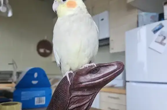 Lost and found pets Colorado City, photo: Lost Cockatiel Alert: Yellow & Gray - Columbine, CO