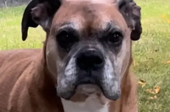 Help Find Hoss: Lost Boxer in Mooresville!