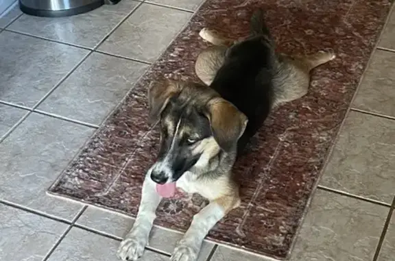 Found Beagle Mix Female Dog in Tucson!