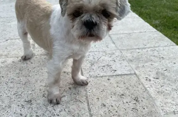 Chien beige/blanc perdu à Tonnay - photo