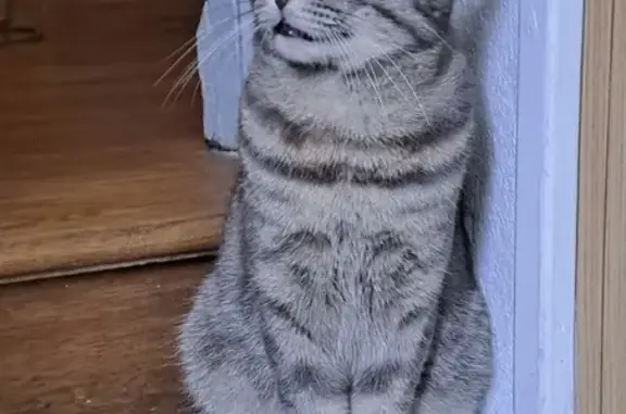 Animaux perdus Agen, photo: Chat gris tigré perdu à Agen