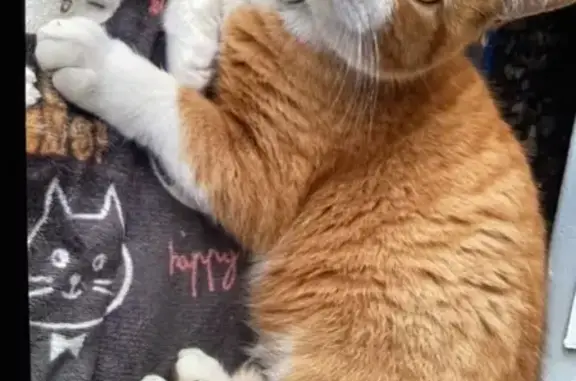 Chat perdu, Les Clayes-sous-Bois, photo: Simba, chat roux/blanc perdu