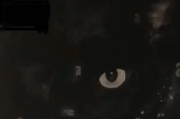 Chat perdu, Saint-Laurent-du-Var, photo: Chat noir borgne disparu