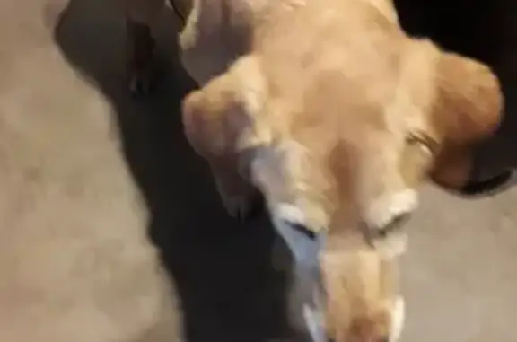 Labrador âgé trouvé à Clohars - photo