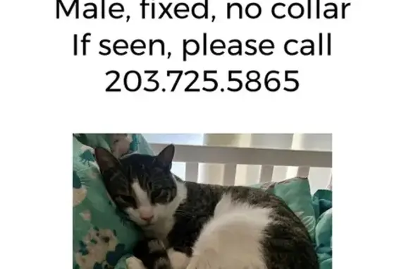 Lost Egyptian Mau Cat - Help Find Him!