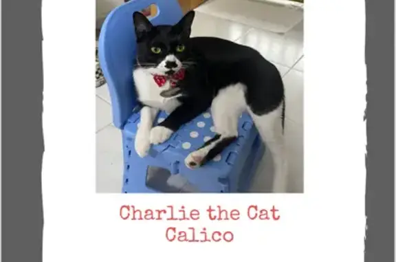 Lost Tuxedo Cat Charlie - Ang Mo Kio Ave 10!