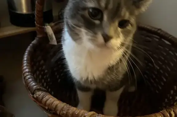 Lost Gray Cat with White Markings - Bothell