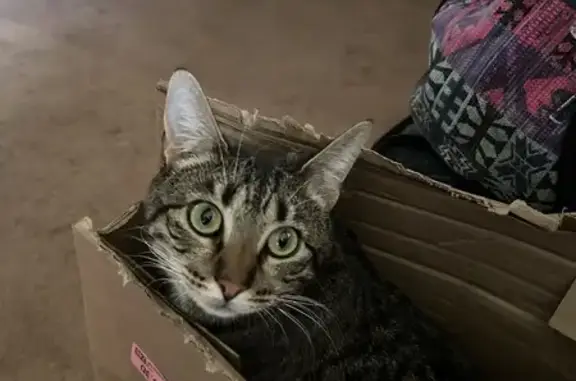 Lost Tabby Cat Willow in Lebanon - Help!
