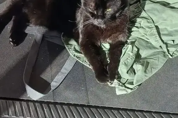Lost Senior Black Cat Onyx in Columbus - Help!