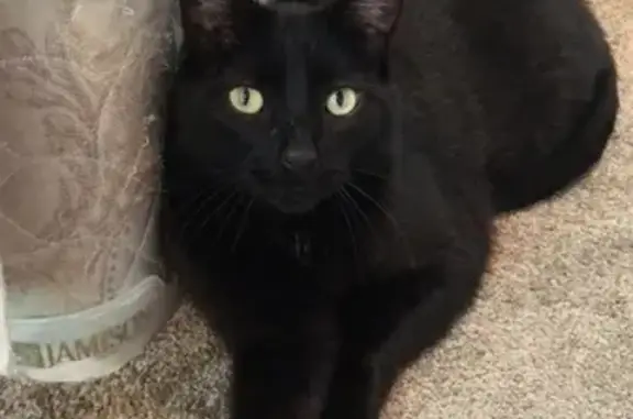 Lost Alien-Faced Cat: Black with White Tufts!