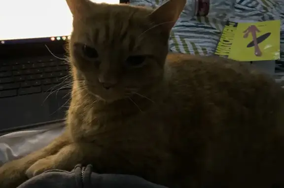 Lost! Skinny Orange Tabby - Green Eyes on Seaside