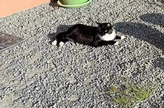 Animaux perdus Rougemont-le-Château, photo: Chat noir/blanc perdu à Rougemont