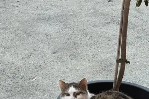 Chaton blanc/gris perdu à Segré - photo