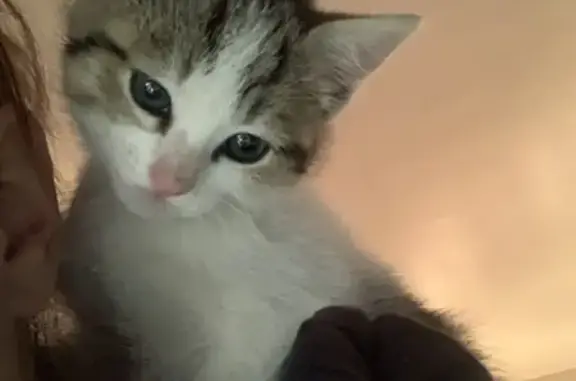 Chaton mâle trouvé à Pouzauges - photo