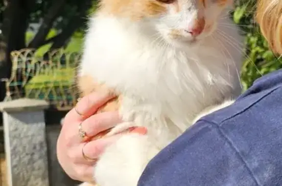 Minette sociable trouvée à Usseau - photo